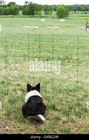 Border-Collie-Uhren ein anderer Hund hüten Schafe bei den kanadischen Meisterschaften der Schäferhund in Woodville, Ontario Stockfoto