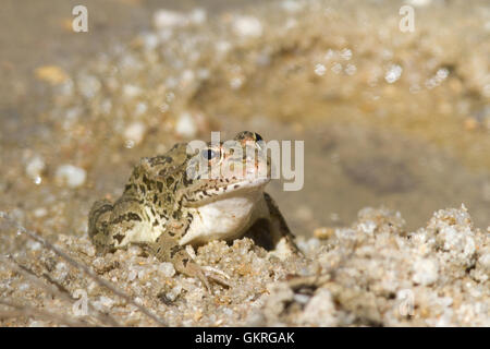 Iberischen wasser Frosch (pelophylax perezi) in der Nähe von einem Pfund. Stockfoto