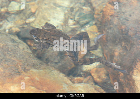 Grasfrosch (Rana temporaria) Schwimmen unter Wasser, Alpen Stockfoto