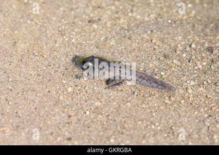 Tadpole Metamorphose, grasfrosch (Rana temporaria) alpine Moor. Stockfoto