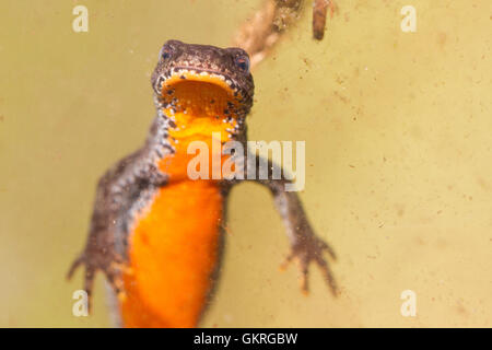 Bergmolch (ichthyosaura alpestris) unter Wasser in ihrem Lebensraum, einer alpinen Hochmoor. Stockfoto