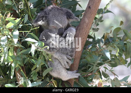 Ein Koala und ihr joey kuschelten sich in einen Eukalyptusbaum, schlafend in der Wärme der australischen Sonne, eingebettet in die ruhige Umarmung der Natur, entspannt Stockfoto