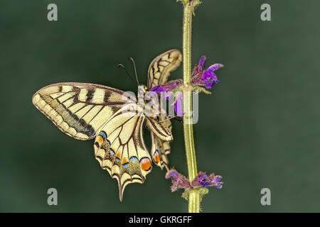 Alten Welt Schwalbenschwanz (Papilio Machaon) ist ein Schmetterling der Familie Papilionidae. Der Schmetterling ist auch bekannt als die gemeinsame yel Stockfoto