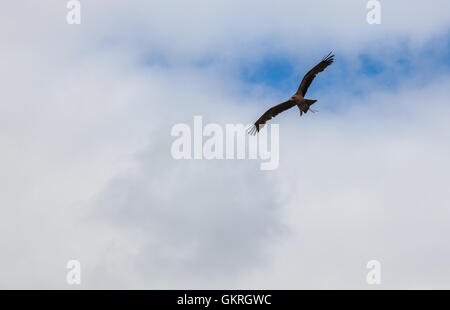 Gelb-billed Kite Segelfliegen in Himmel über Muncaster Castle, Lake District, Cumbria Stockfoto