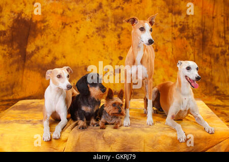 Whippet, Yorkshire Terrier und Zwergdackel Drahthaar | Yorkshire Terrier, Zwergrauhaardackel Und Whippet Stockfoto