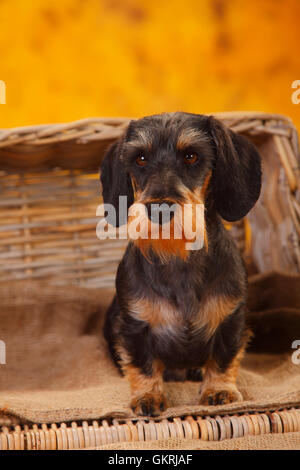 Drahthaar Zwergdackel | Zwergrauhaardackel Stockfoto