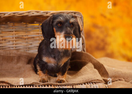 Drahthaar Zwergdackel | Zwergrauhaardackel Stockfoto