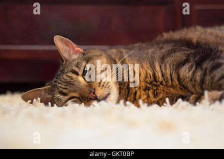 Faule Katze liegend auf weißen Teppich, die Augen zu öffnen. Stockfoto