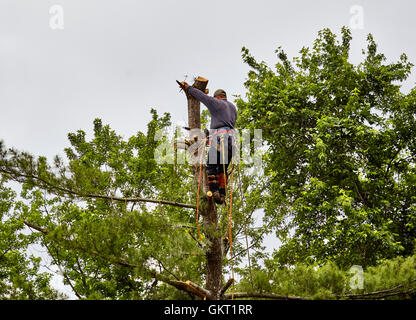 Professional Tree-Trimmer schneiden oben auf einem Baumstamm mit einer Kettensäge Stockfoto