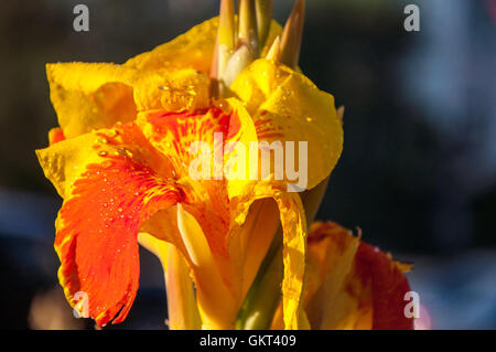 Canna Blume gelb-rot in der Sommermorgen Stockfoto