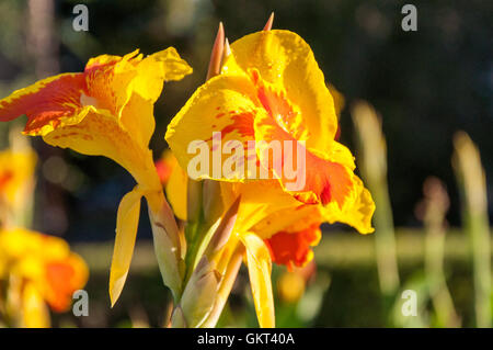 Canna Blume gelb-rot in der Sommermorgen Stockfoto