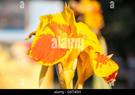 Canna Blume gelb-rot in der Sommermorgen Stockfoto