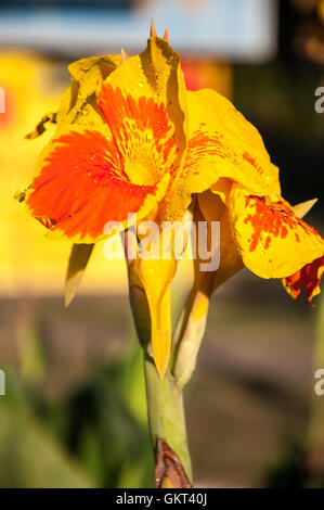 Canna Blume gelb-rot in der Sommermorgen Stockfoto