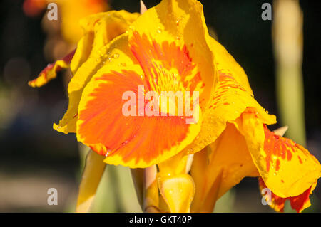 Canna Blume gelb-rot in der Sommermorgen Stockfoto