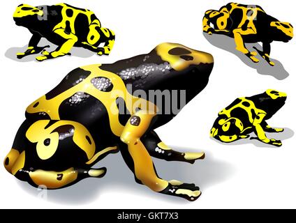 Yellow Banded Poison Dart Frog Stock Vektor