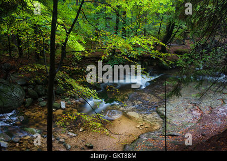 Forest Creek im Nationalpark Riesengebirge, Polen, Europa Stockfoto