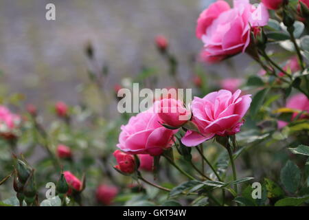 Rosa Rosenbusch Stockfoto