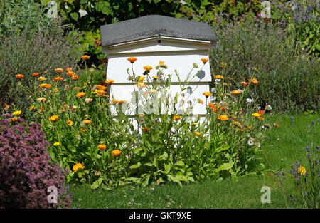 weiße Biene Bienenstock Feature im Garten, North Norfolk, england Stockfoto