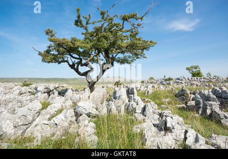 Weißdorn-Baum auf den Bürgersteigen Kalkstein mit Whernside in der Ferne Stockfoto