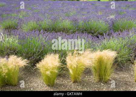 Lavandula intermedia 'Grosso' und Stipa tenuissima Stockfoto