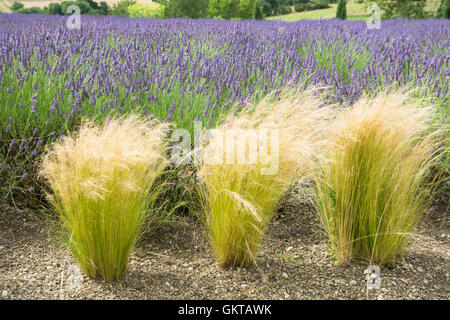 Lavandula intermedia 'Grosso' und Stipa tenuissima Stockfoto