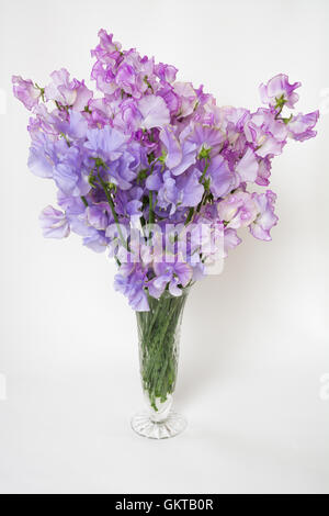 Süße Erbsen "Charlies Engel" und "Sir Jimmy Shand' in einer Vase Stockfoto