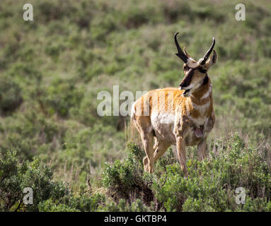 Pronghorn Antilope (Antilocapra Americana) im Yellowstone National Park Stockfoto