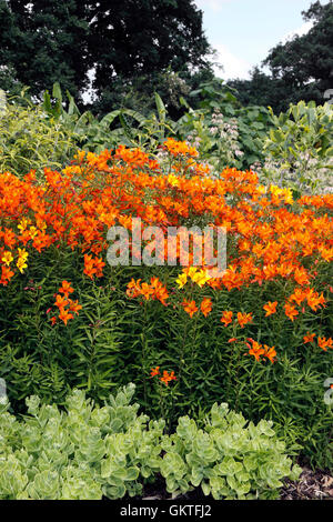 ALSTROEMERIA AUREA. PERUANISCHE LILIE Stockfoto