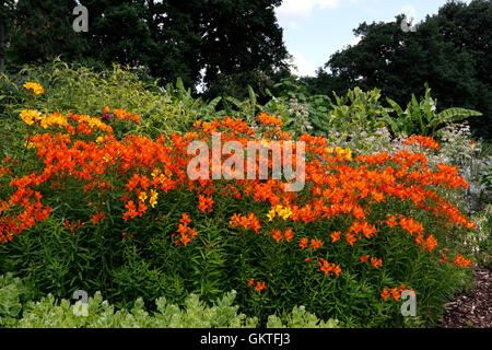 ALSTROEMERIA AUREA. PERUANISCHE LILIE Stockfoto