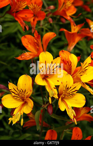 ALSTROEMERIA AUREA. PERUANISCHE LILIE Stockfoto