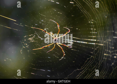 Goldene Spinne Seide (Nephila Clavipes) oder eine harmlose Bananenspinne webt ihr Netz im Nachmittag Einstellung Sonnenlicht, N. Florida Stockfoto