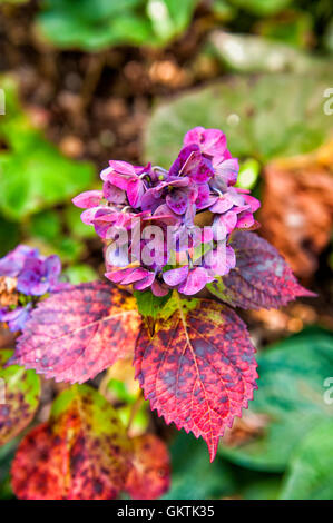 Bunte Hortensie Blumen im Botanischen Garten in Wellington, Neuseeland Stockfoto