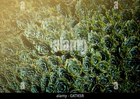 Echeveria Elegans ist eine Sukkulente immergrüne Staude mit engen Rosetten von blass grün-blaue fleischige Blätter Stockfoto