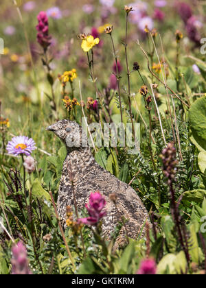 White-tailed Schneehuhn (Lagopus Leucura), AKA snow Wachtel, Rocky Mountains, Colorado. Stockfoto