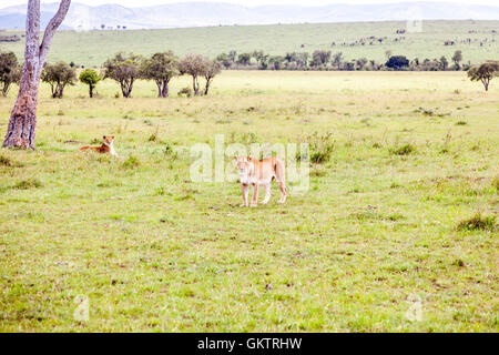 Eine Löwin blickt, in der afrikanischen Savanne in der Massai Mara game Reserve, Kenia. Stockfoto