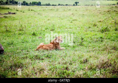 Eine Löwin blickt, in der afrikanischen Savanne in der Massai Mara game Reserve, Kenia. Stockfoto