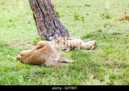 Eine Löwin blickt, in der afrikanischen Savanne in der Massai Mara game Reserve, Kenia. Stockfoto