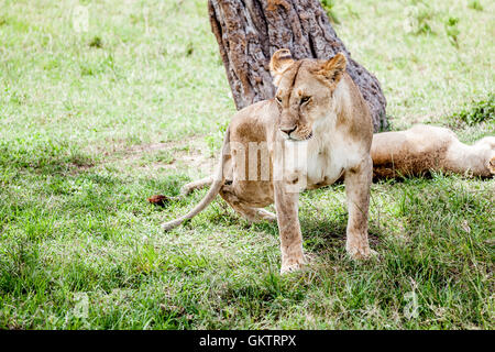 Eine Löwin blickt, in der afrikanischen Savanne in der Massai Mara game Reserve, Kenia. Stockfoto