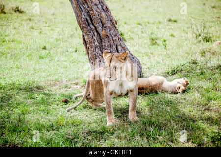 Eine Löwin blickt, in der afrikanischen Savanne in der Massai Mara game Reserve, Kenia. Stockfoto