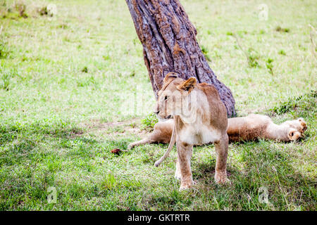 Eine Löwin blickt, in der afrikanischen Savanne in der Massai Mara game Reserve, Kenia. Stockfoto