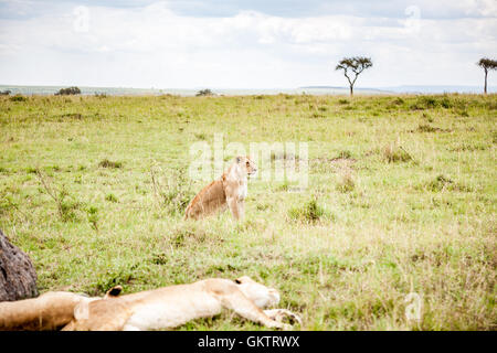 Eine Löwin blickt, in der afrikanischen Savanne in der Massai Mara game Reserve, Kenia. Stockfoto