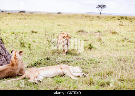 Eine Löwin und ihren Stolz in der Massai Mara game Reserve, Kenia. Stockfoto