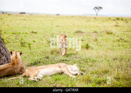 Eine Löwin und ihren Stolz in der Massai Mara game Reserve, Kenia. Stockfoto