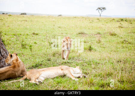 Eine Löwin und ihren Stolz in der Massai Mara game Reserve, Kenia. Stockfoto