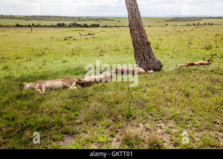 Ein Stolz der Linien Schatten vor der Sonne Afrikas in der Massai Mara game Reserve, Kenia Stockfoto