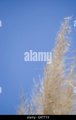 Nahaufnahme von Strähnen von ornamentalen Pampasgras unscharf gegen strahlend blauen Himmel in Hochformat mit Platz für Text. Stockfoto