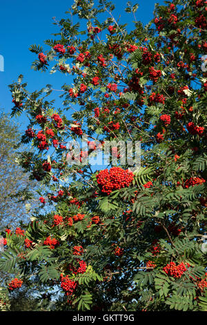 Leuchtende rote Beeren auf eine Eberesche mit klaren blauen Himmel. Stockfoto