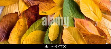Herbst Komposition, buntes Laub. Studio gedreht. Stockfoto