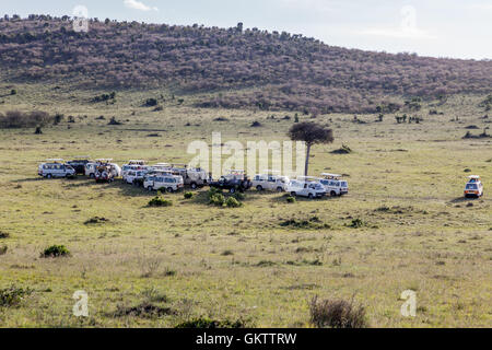 Touristen umgeben einen Baum wo ein Leopard vor der Hitze in der Massai Mara, Kenia Schatten Stockfoto