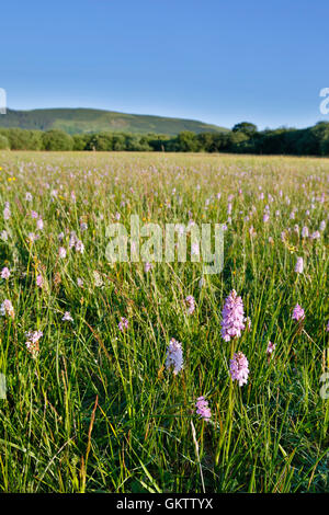 Enge Sartfield Naturschutzgebiet; Isle Of Man; UK Stockfoto